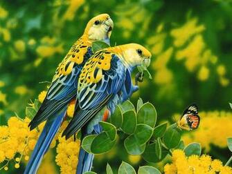 Birds Wallpaper Background Photos Image And Pictures For