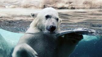 Polar Bear Wallpaper HD Desktop Wallapers High