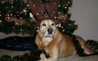 Christmas Wallpaper Zamboni Dog With Antlers