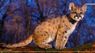 Cougar Baby Wallpaper