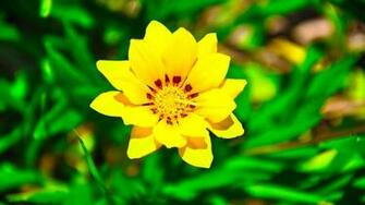 Wallpaper Flowers Yellow