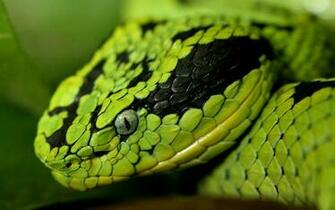 Grass Snake HD Background Wallpaper Unity Pixel