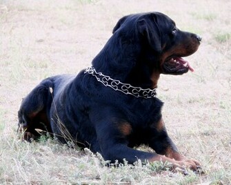 Rottweiler Wallpaper Fever Xpx Photos Bio