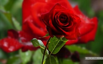 Most Beautiful Pink Yellow Rose Flowers Wallpaper Laptops