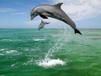 To Wallpaper Just Right Click On Pictures And Select Save