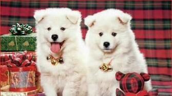 Beautiful Dogs Image HD Wallpaper For Desktop