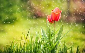 Flowers Red Tulips The Rain Desktop HD Wallpaper Car Pictures