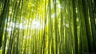 Wonderful Green Forest Bamboo Wallpaper Picture For iPhone Blackberry