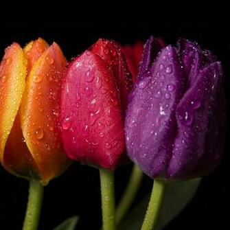 Three Tulips Wallpaper For iPhone 3g 3gs