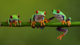 4k Red Eyed Tree Frog Wallpaper Background Image