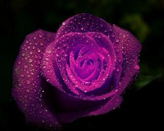 Water Drops Roses Purple Flowers Wallpaper Nature Rose