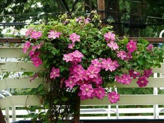 Clematis Herbs Fence Stock Photos Image HD Wallpaper