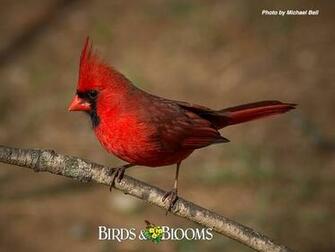 Cardinals Cardinal Bird Flying Sweet Red