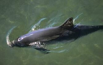 Harbor Porpoise Wallpaper Animals Town