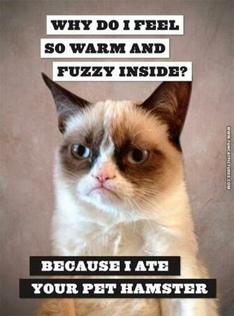 Grumpy Feels Warm And Fuzzy Fun Cat Pictures