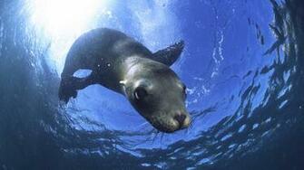 National Geographic Desktop Wallpaper Ocean Atlantic Seabed