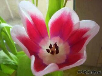 Nature Wallpaper Beautiful Flower Scenery