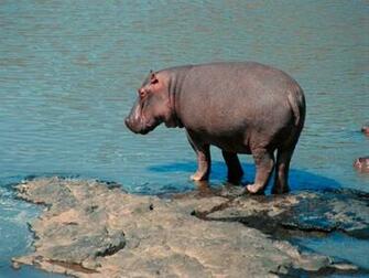 Hippopotamus HD Wallpaper Movies Songs Lyrics
