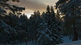 HD Wallpaper Trees Pine Taiga Lodge Winter Landscapes X