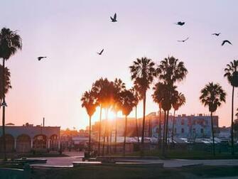 Wallpaper Palm Trees Dawn Birds Venice Beach