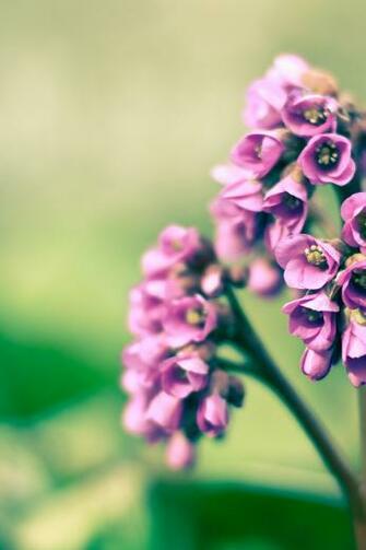 Purple Flowers iPhone 4s Wallpaper iPad