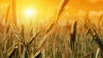 Wheat HD Wallpaper Background Image Id