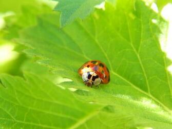 Beautiful Ladybug HD Wallpaper Desktop Computer