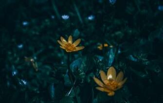 Wallpaper Crocuses Lightroom Helios Image For Desktop Section