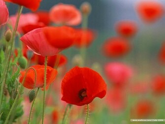 Poppy Flower Wallpaper Field Of Poppies Flowers