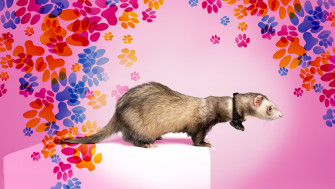 Meet Columbia S Cutest Pets Inside