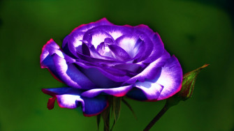 Purple Rose Wallpaper HD