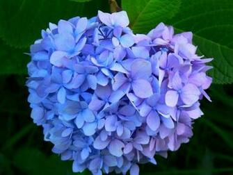 Hortensia Azul Wallpaper