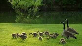 Goose Cool Image Wallpaper With Nice Canadian Geese Migration Snow