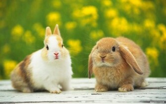 Rabbit Wallpaper Desktop Cool Walldiskpaper