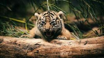 Kostenloses Baby Tiger Wallpaper F R Desktop Full HD