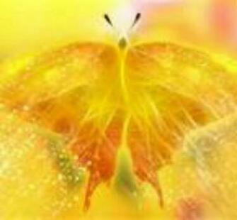 Yellow All Butterflies