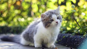 Wallpaper Cat Kitten Cute Animals 4k