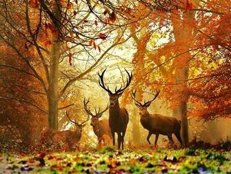 Bowhunting Wallpaper For Desktop