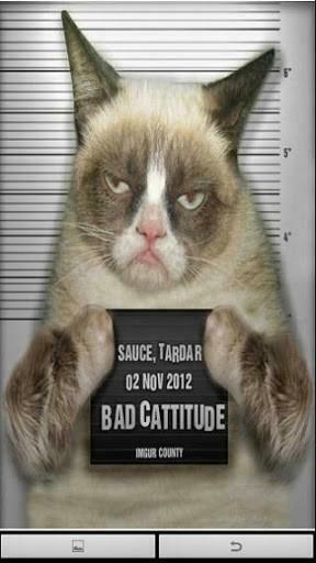 Bigger Grumpy Cat Live Wallpaper For Android Screenshot