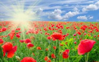 Field Of Poppies Wallpaper HD Desktopinhq