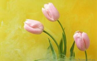 Tulip Flower Wallpaper Windows Xp