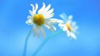 Windows Official HD Wallpaper Desktop
