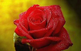 3d Rose Live Wallpaper Android Apps Auf Google Play