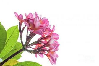 Pink Plumeria In White Background Photograph By Kayenn Kim