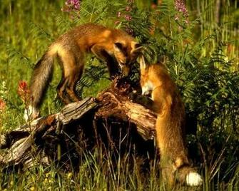 The Best Top Desktop Fox Wallpaper HD Two Foxes