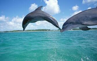 Water Animals Dolphins Sea Wallpaper