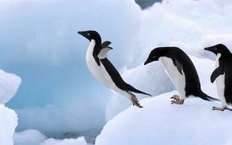 Desktop Wallpaper Animals Birds