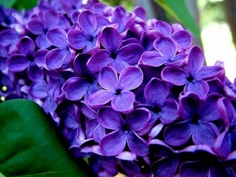 Beautiful Purple Flowers Pictures Image And Wallpaper Flower