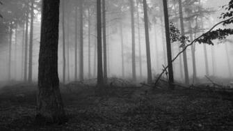 Black Forest Wallpaper