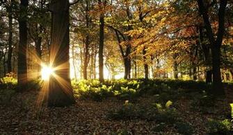 Morning Sun In Fall Forest HD Wallpaper